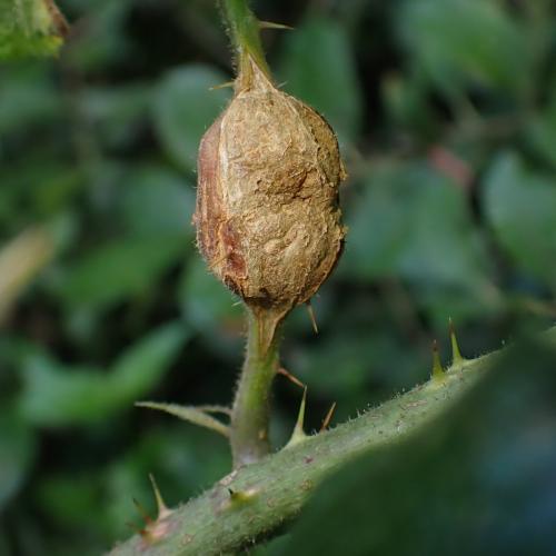 Lasioptera rubi